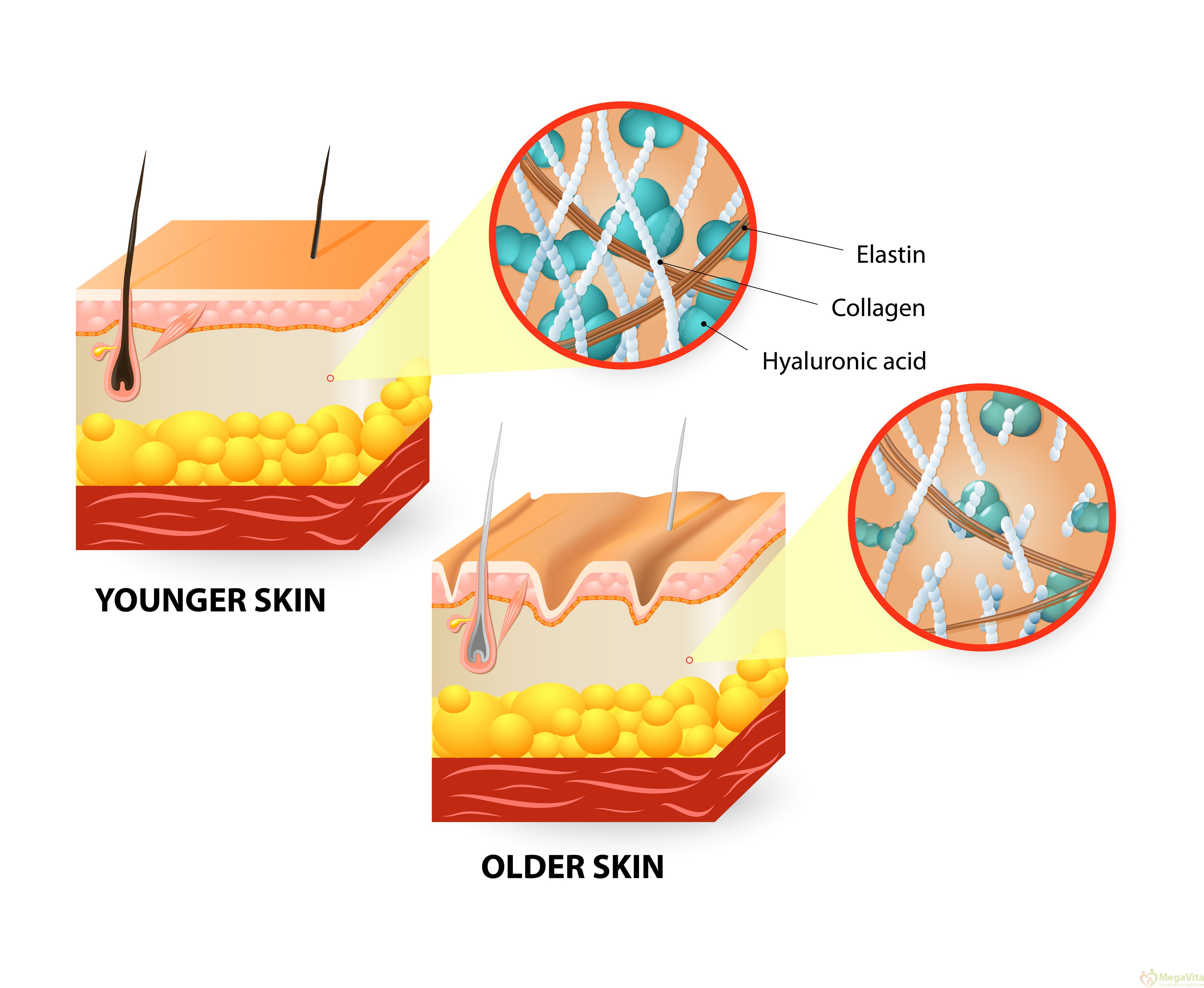 Collagen dạng nước hàm lượng cao nhất thế giới Collagen 20000 Plus MadreX Nhật Bản hộp 10 chai hình 4