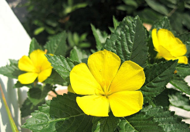 Viên uống thảo dược tăng cường ham muốn và độ dẻo dai cho cả nam và nữ Nature Life Tonic Sexuel Plus của Pháp hộp 60 viên hình 5