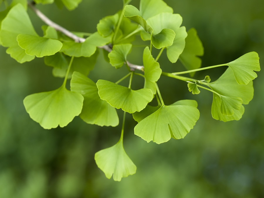 Viên uống thúc đẩy tuần hoàn máu, tăng cường trí nhớ, tăng khả năng tập trung swanson premium ginkgo biloba 24% của mỹ hộp 30 viên