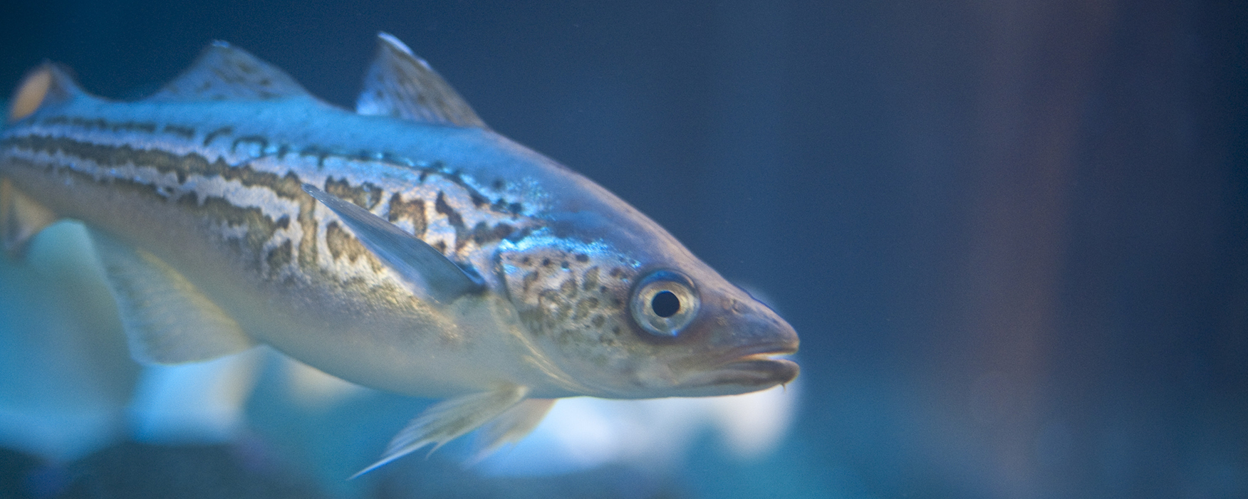 Dầu vừng giúp nâng cao hiệu quả của omega 3