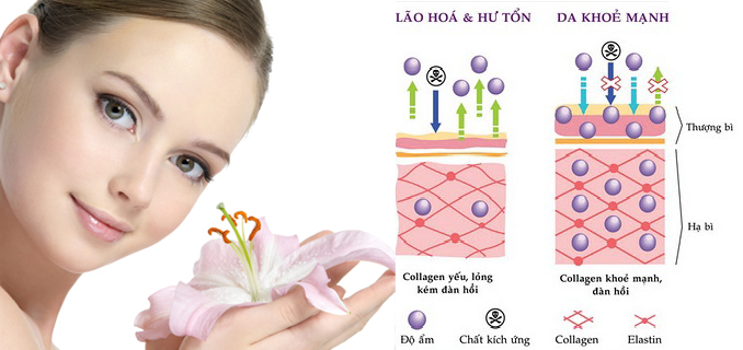 Collagen biovea