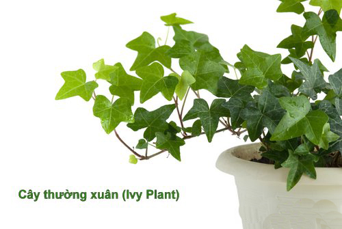 Tinh chất cây thường xuân giảm ho tiêu đờm cải thiện viêm phế quản