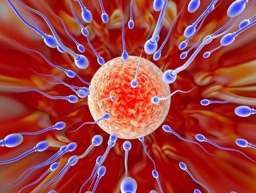 Myo-inositol for women and men: hỗ trợ điều hòa rụng trứng tự nhiên, tăng khả năng thụ thai tự nhiên, thích hợp cho người bệnh đa nang 120 viên