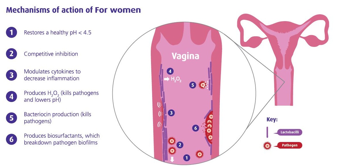 Uống men vi sinh optibac probiotics có hiệu quả không?